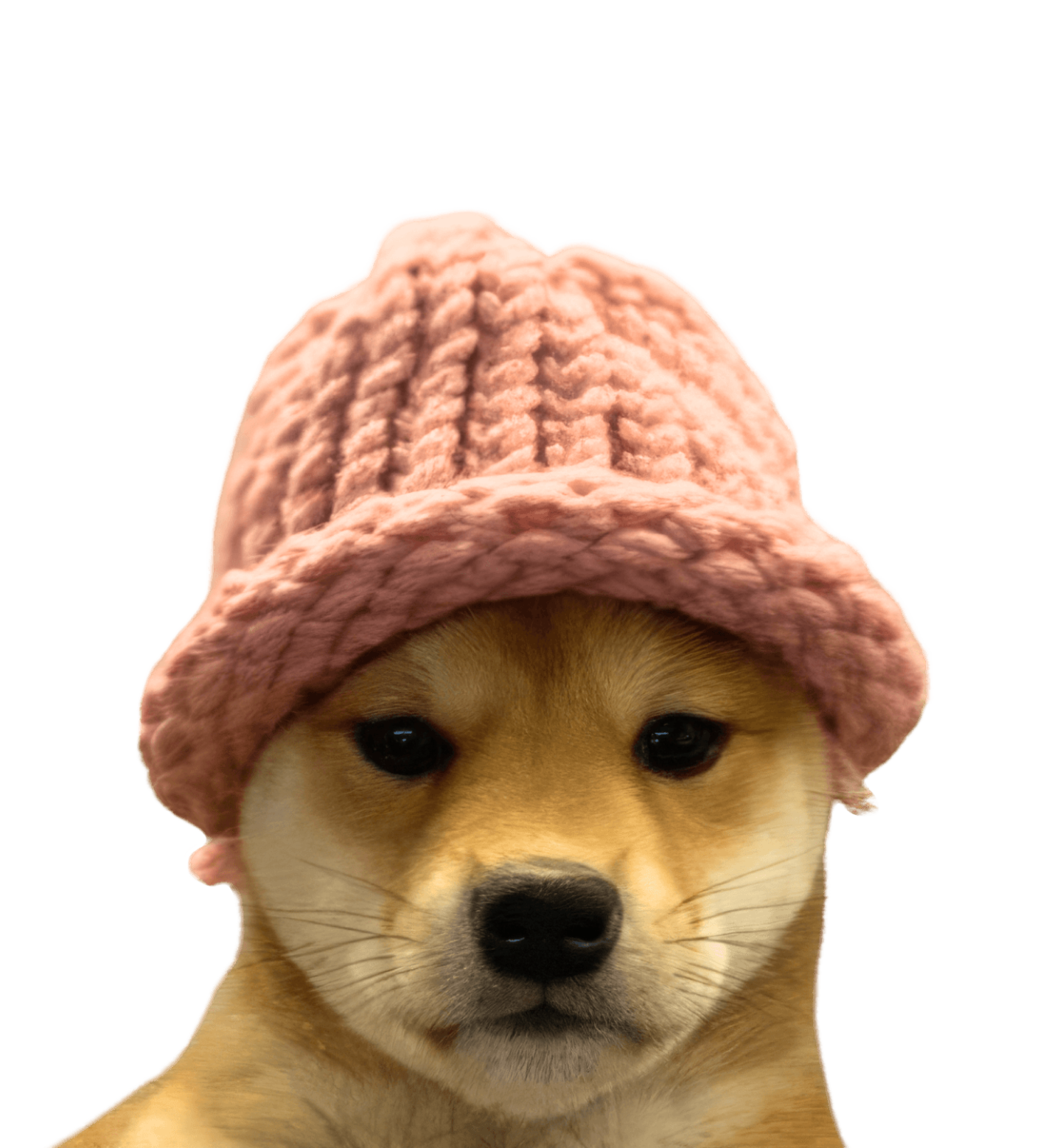 Dog with hat